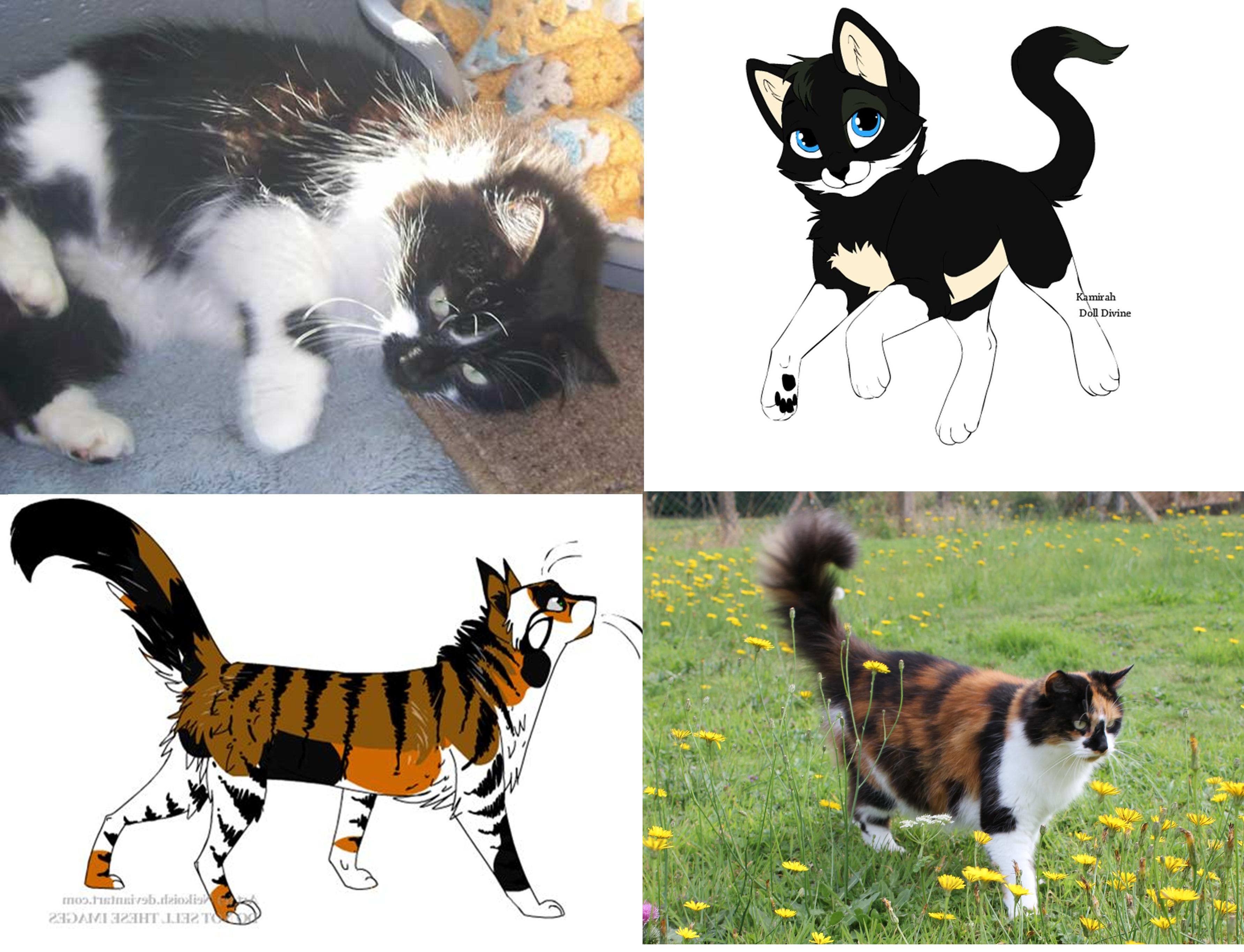 Create a Cat: Warrior Cat Maker