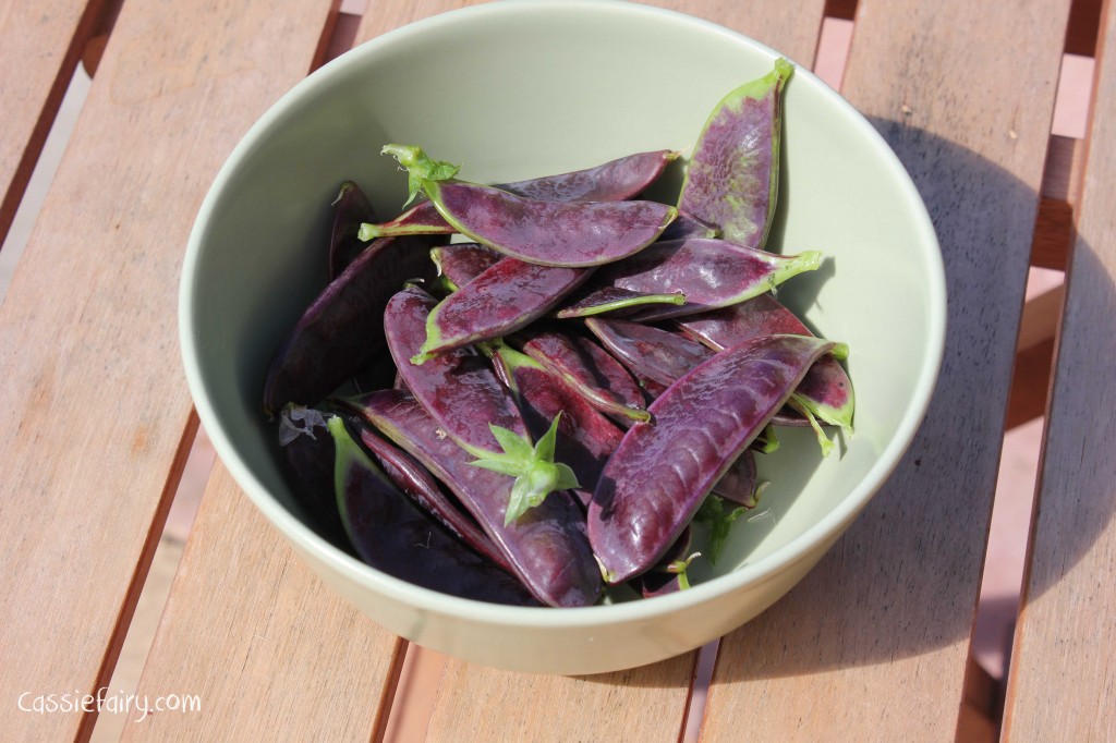 DIY allotment - shiraz mangetout purple pea pods-2