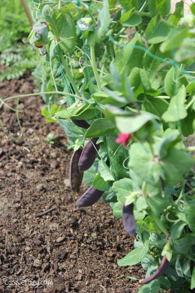 DIY allotment - shiraz mangetout purple pea pods