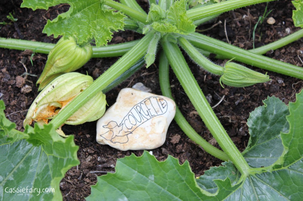 DIY plant markers for growing courgettes