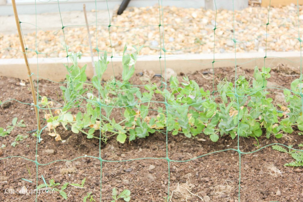 Growing pea plants
