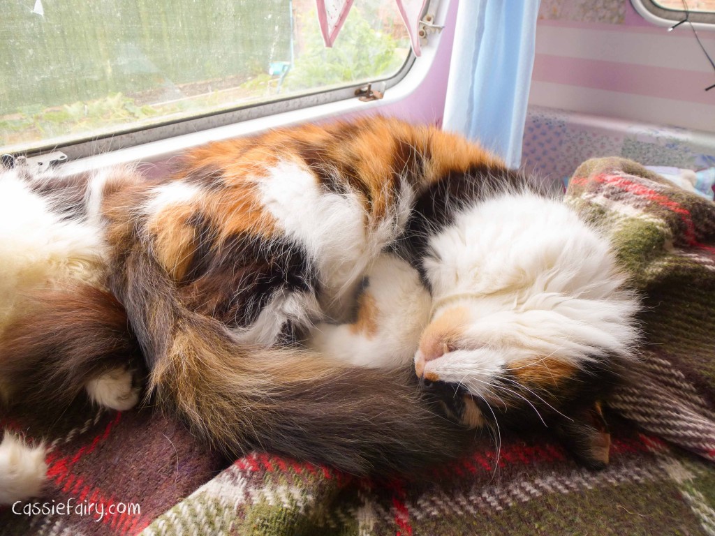 cats can sleep anywhere - wheres the weirdest place youve slept