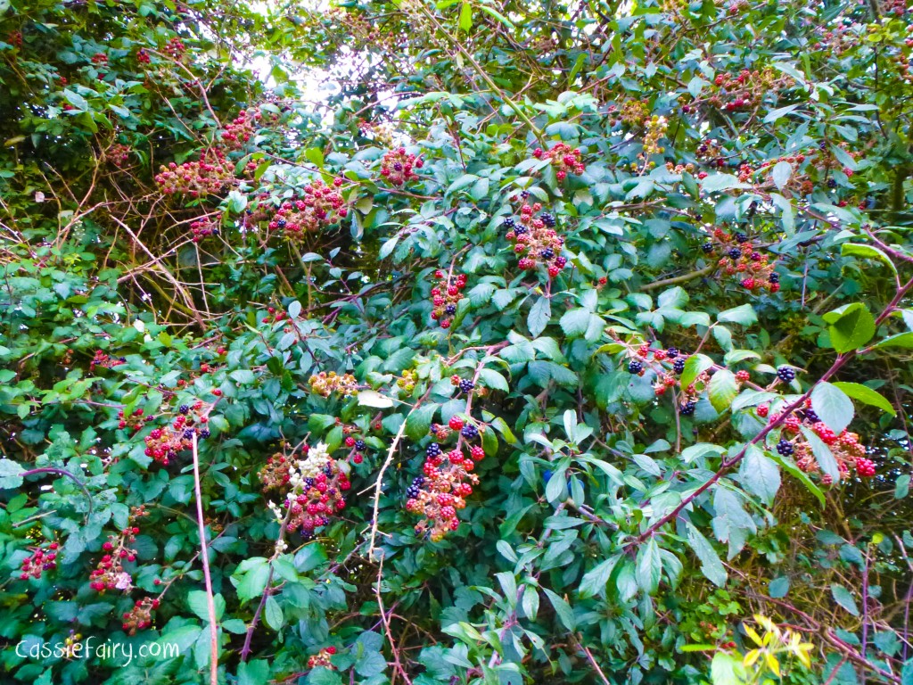 Blackberry picking autumn