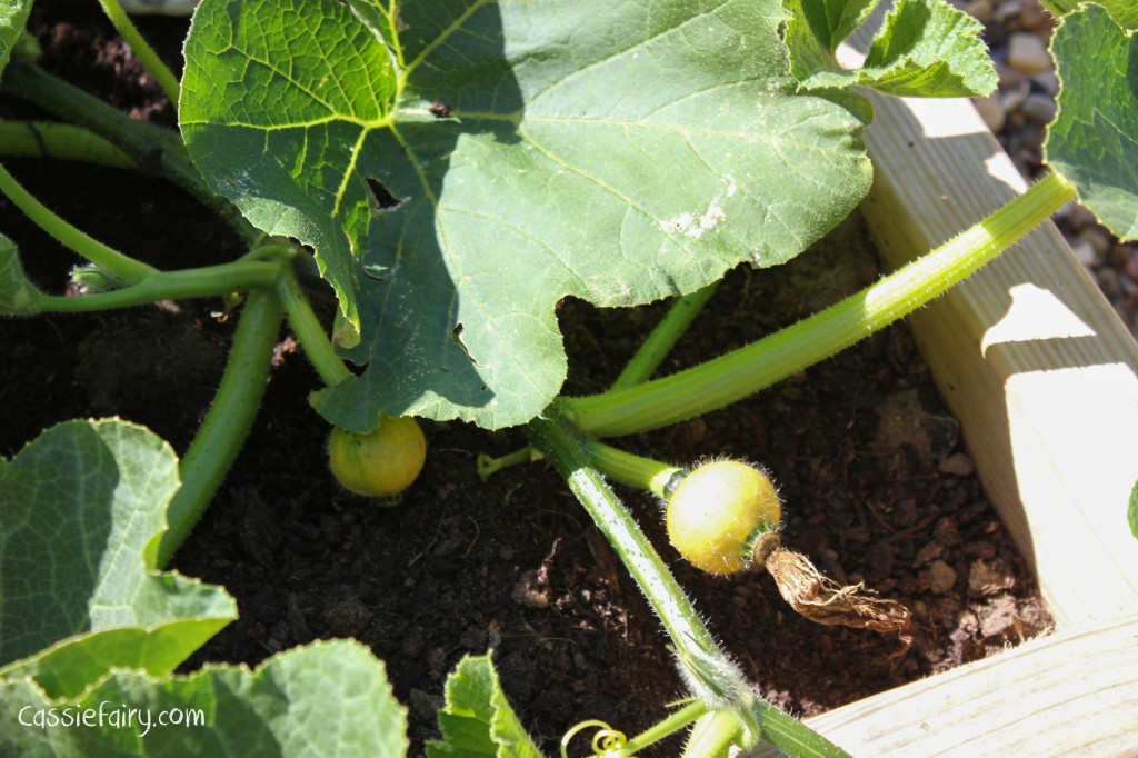 Growing pumpkins and squashes for autumn