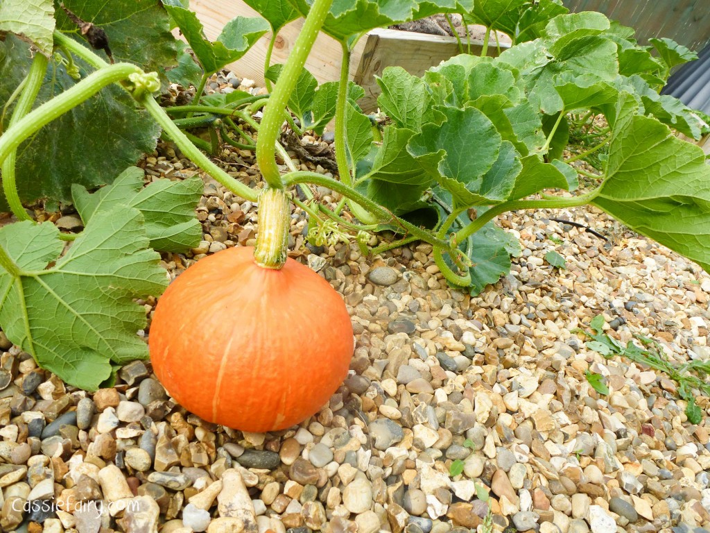 Growing pumpkins and squashes for autumn-3