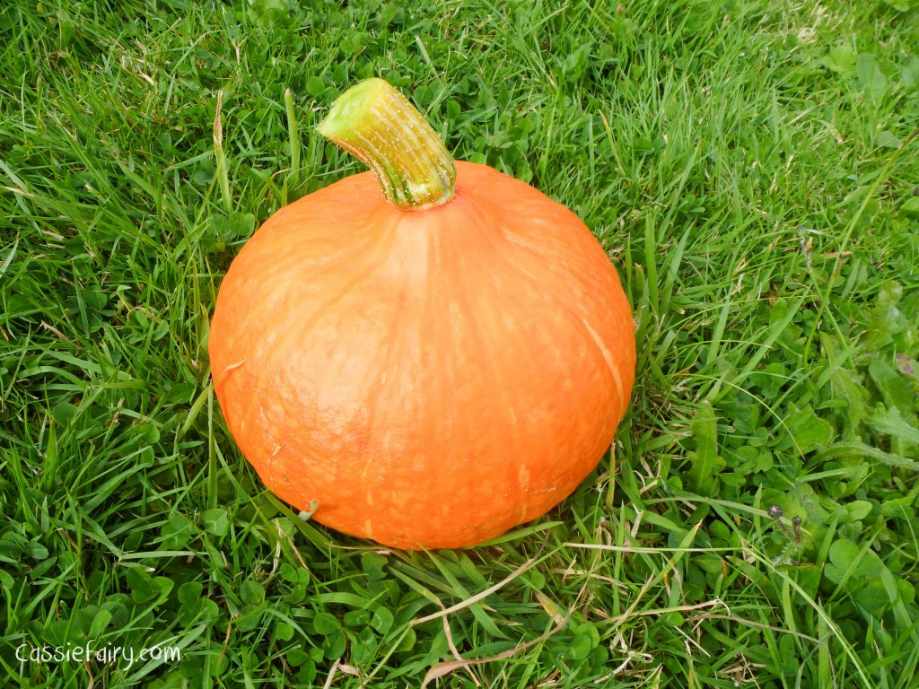 Growing pumpkins and squashes for autumn-6