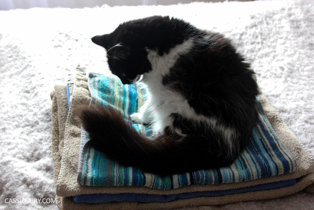 cheeky cat sleeping on laundry-4