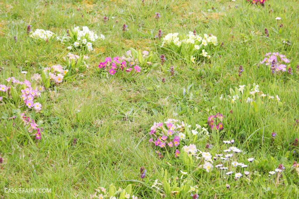 garden spring flowers_-2