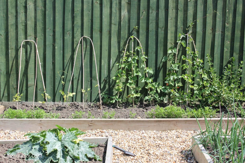 allotment summer garden veggie patch runner beans-3