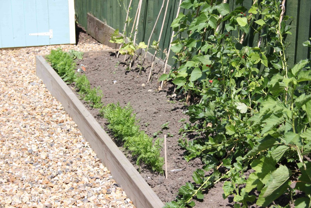 allotment summer garden veggie patch runner beans-4