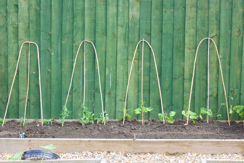 summer garden veggie patch runner beans-2