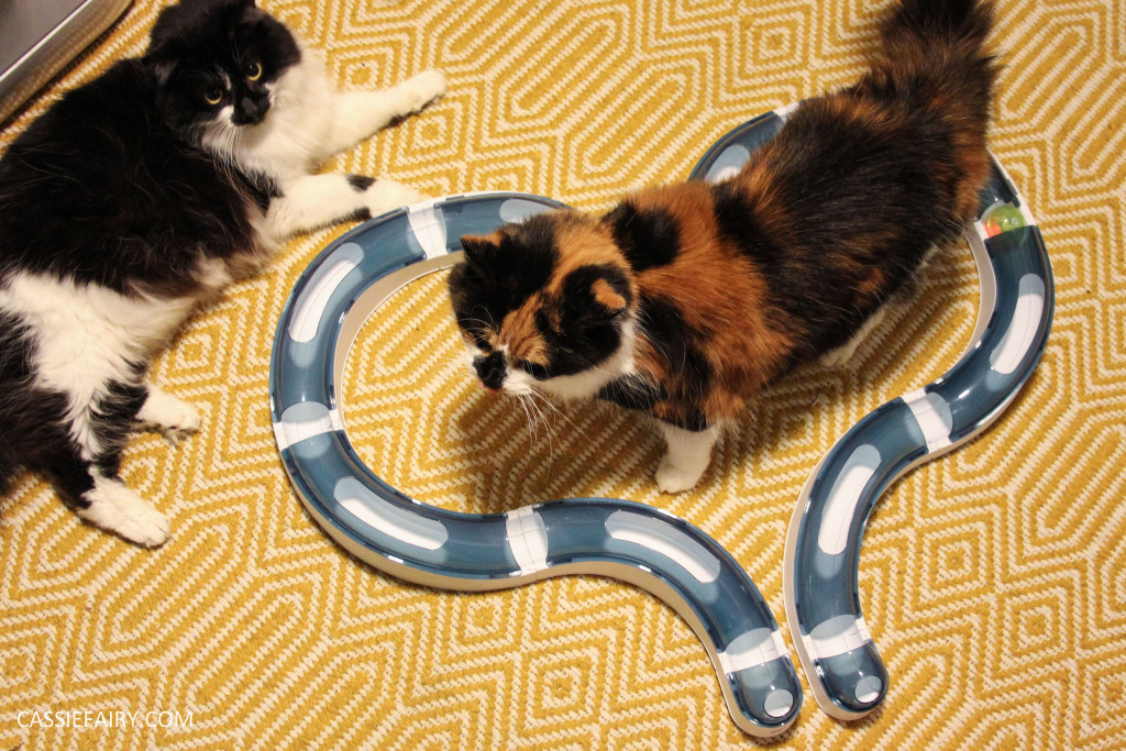cat toys exercise pet health-10