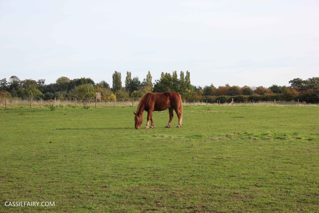 day out at the Suffolk punch trust horse visitor attraction-12