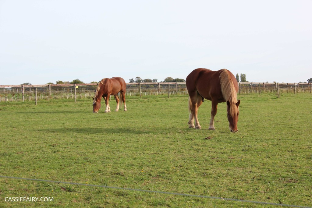 day out at the Suffolk punch trust horse visitor attraction-15