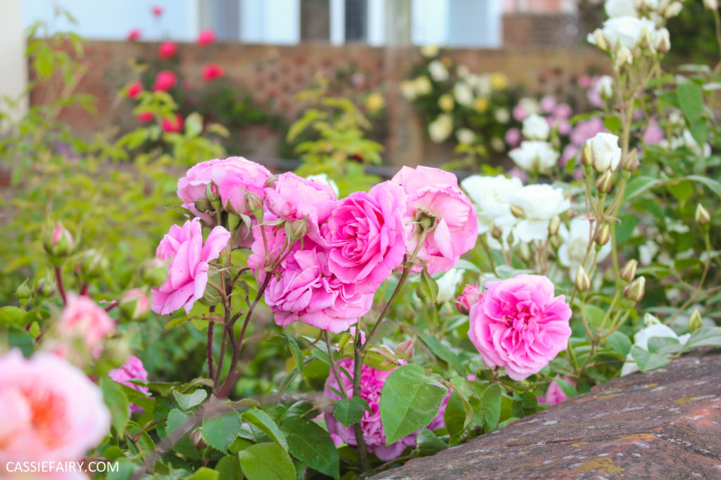 rose bush in a garden 