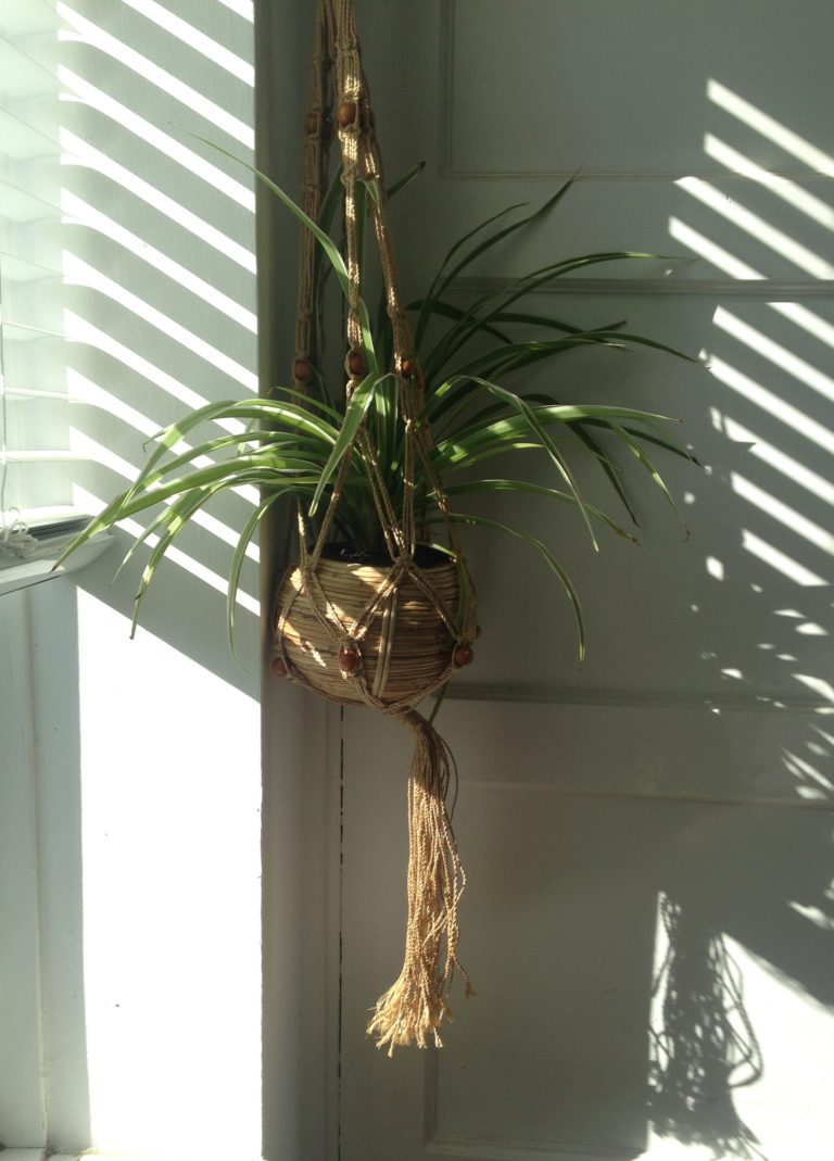 The best houseplants to buy on a budget My Thrifty Life by Cassie