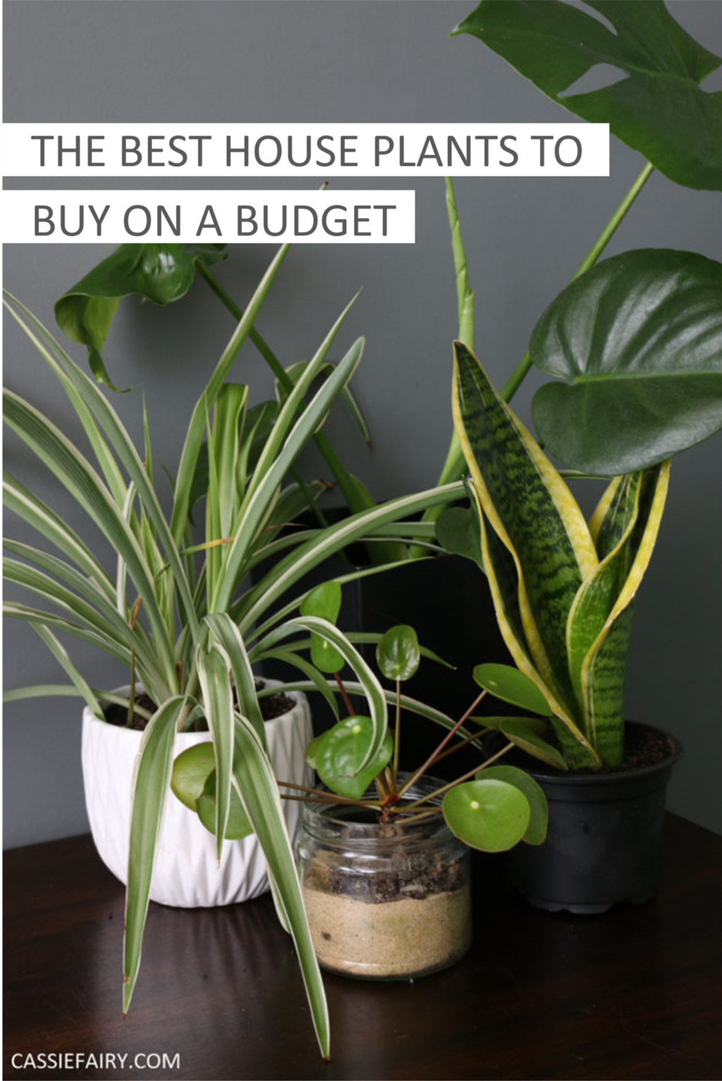 The best houseplants to buy on a budget My Thrifty Life by Cassie