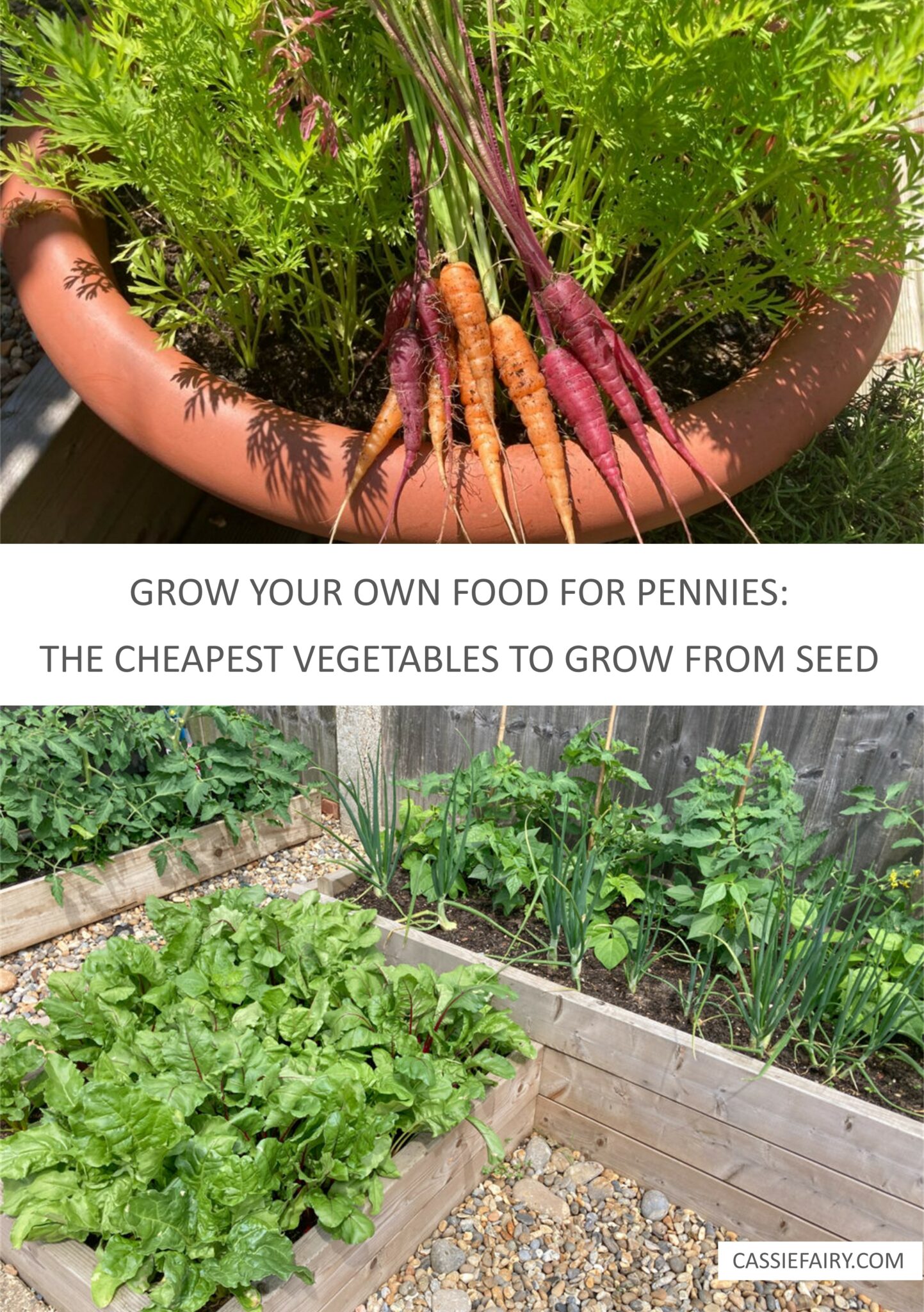 Grow your own food for pennies The cheapest vegetables to grow from seeds