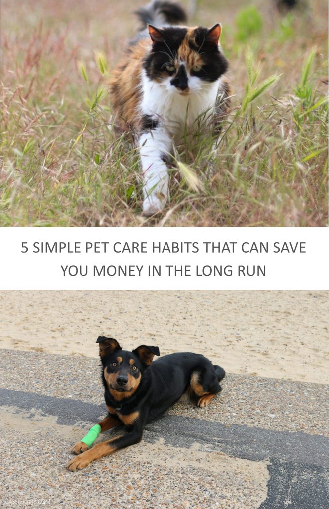 Pinnable image with the text "5 Simple pet care habits that can save you money in the long run".