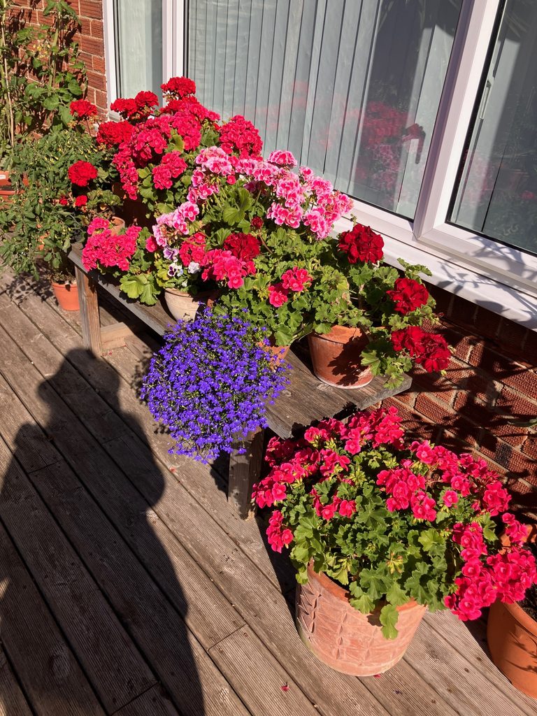 My pink and red geraniums in terracotta pots on my decking.