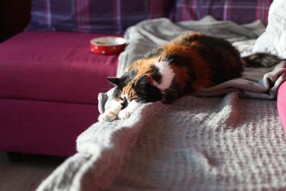 A tortoisehell cat asleep on a grey blanket. 