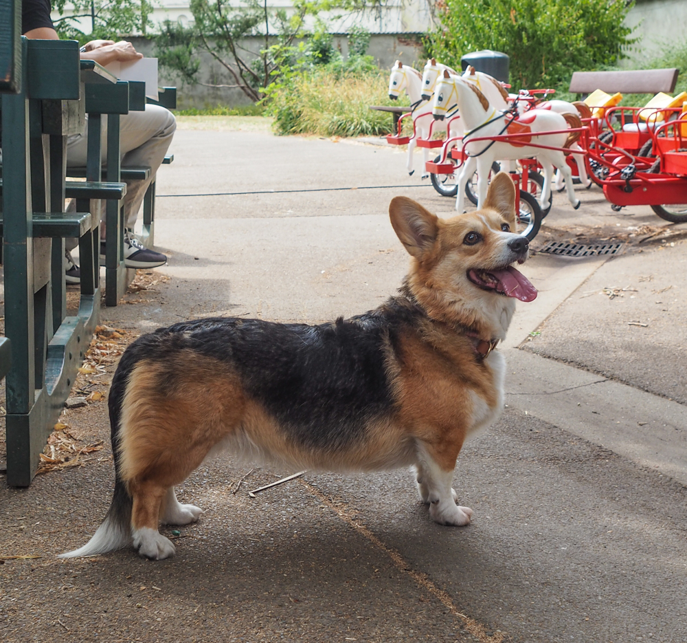 A tan and black corgi dog. 